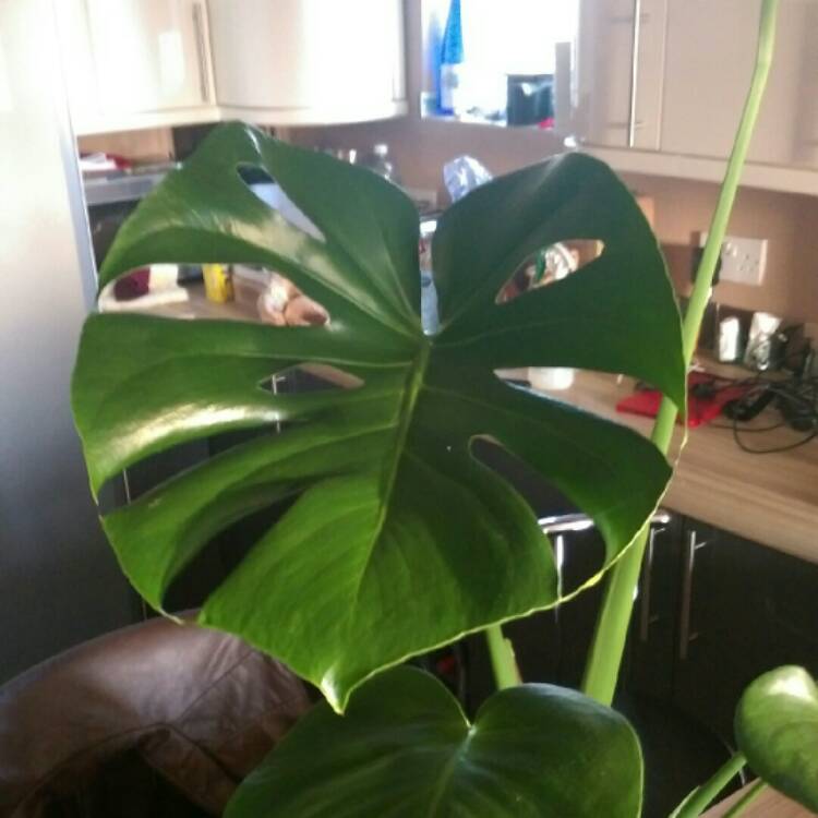 plant image 918684