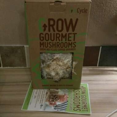 Oyster Mushroom