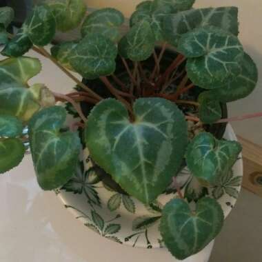 Cyclamen