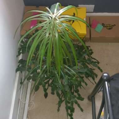 Dracaena marginata 'Bicolour'