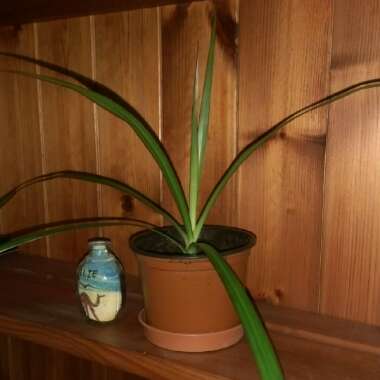 Dracaena marginata 'Bicolour'