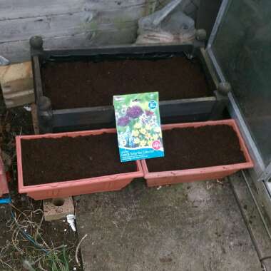 Hollie 's garden