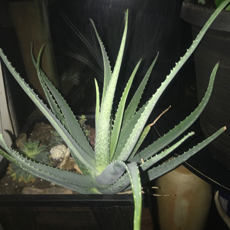 plant image 1207235 plant image 1207235