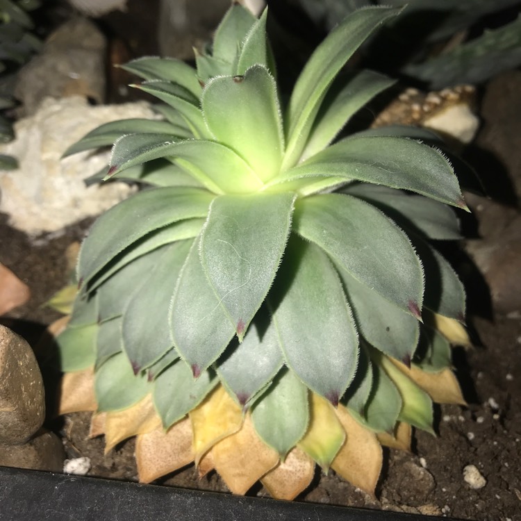 plant image 1207236 plant image 1207236