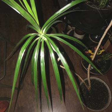 Dracaena