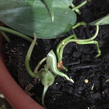Heartleaf Philodendron