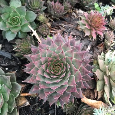 Hen and Chicks