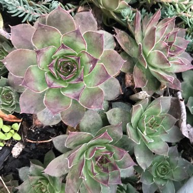 Hen and Chicks