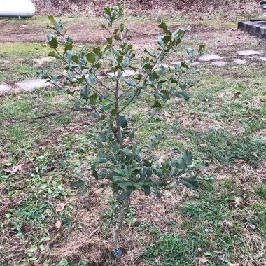 American Holly
