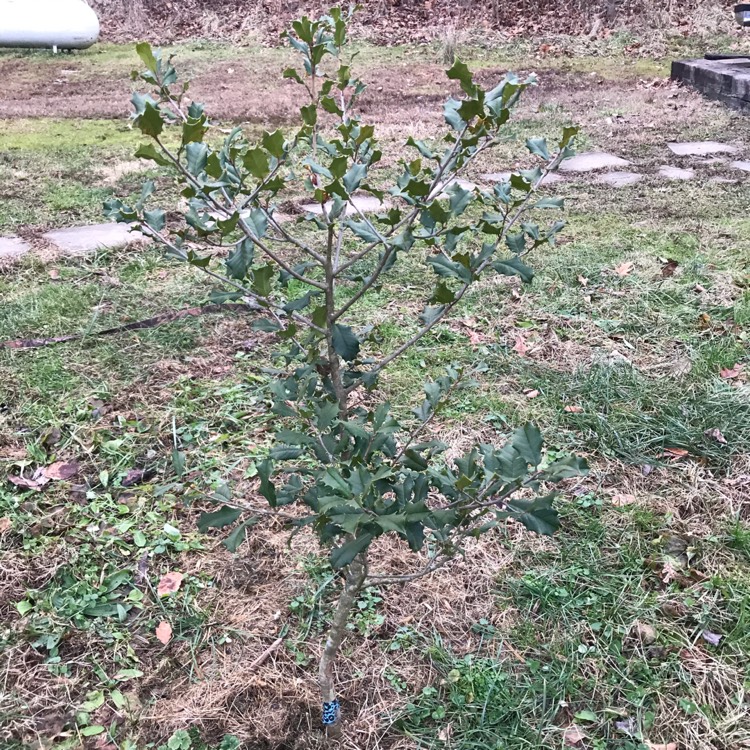 plant image 1211701