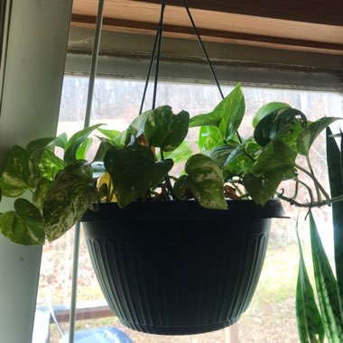 Epipremnum aureum (Devil's Ivy)