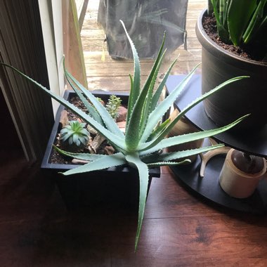 Aloe Vera