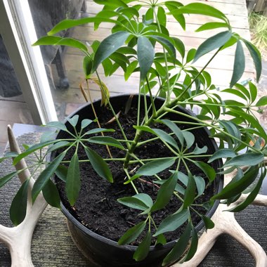 Variegated Dwarf Umbrella Tree 'Jacqueline'