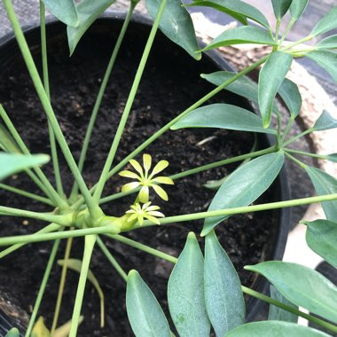 Variegated Dwarf Umbrella Tree 'Jacqueline'