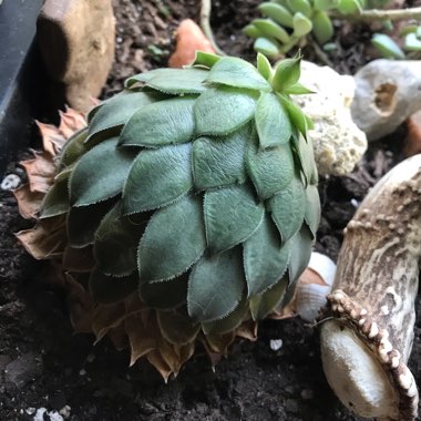 Graptoveria 'Silver Star'
