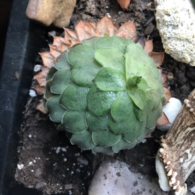 xGraptoveria Silver Star