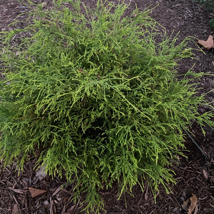 Plant image Chamaecyparis pisifera 'Filifera Nana'