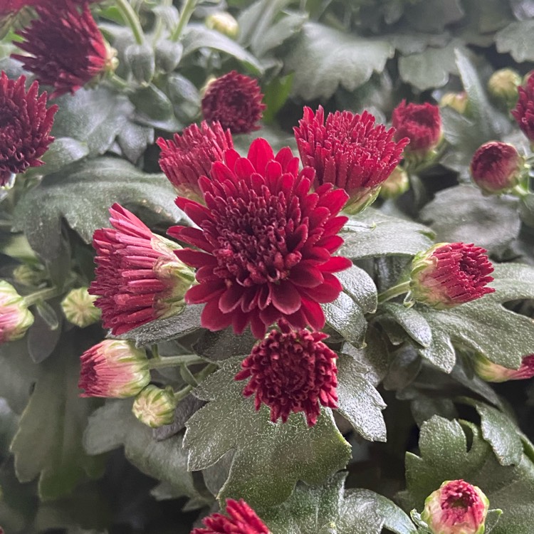 Plant image Chrysanthemum morifolium 'Mila™ Red'