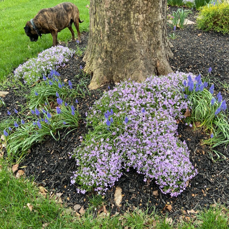 plant image 1462022