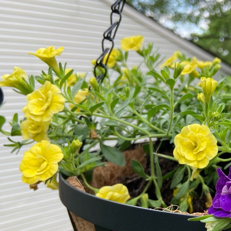 Plant image Calibrachoa Can Can 'Double Lemon'