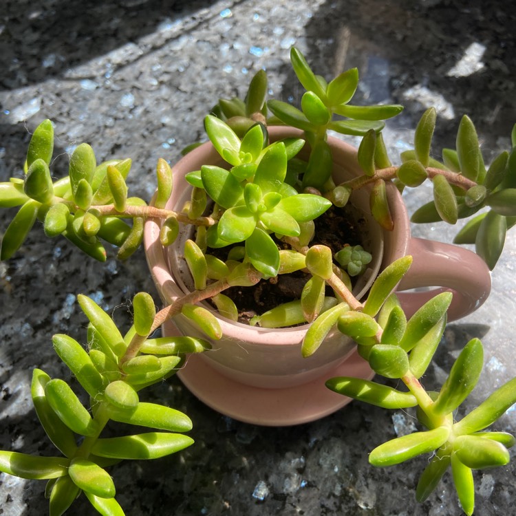 Plant image Sedum Nussbaumerianum ‘Orange Delight'