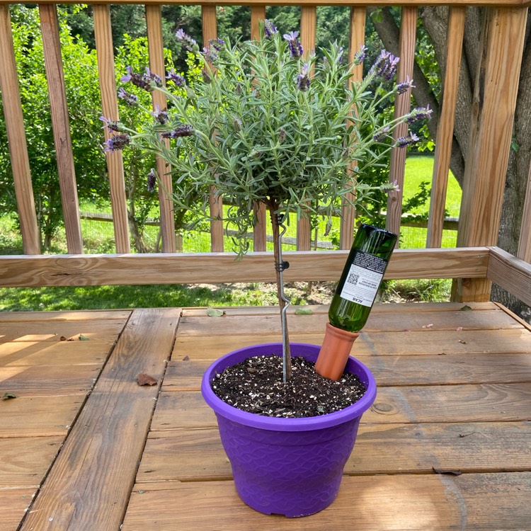 Plant image Lavandula pedunculata subsp. lusitanica 'Lusi Purple'