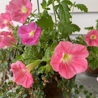 Petunia