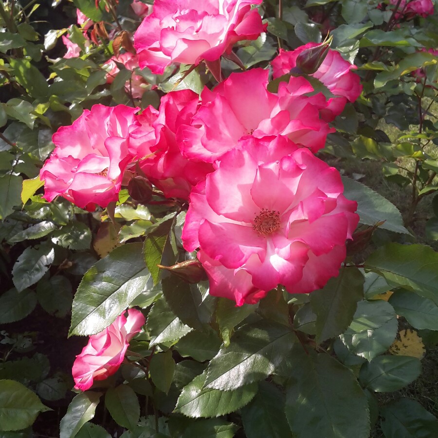 Plant image Rosa 'Meilasso' syn. Rosa 'Birthday Girl'