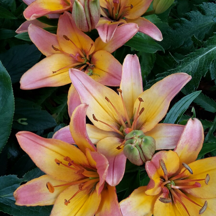 Lily 'Star Gazer' (Oriental)