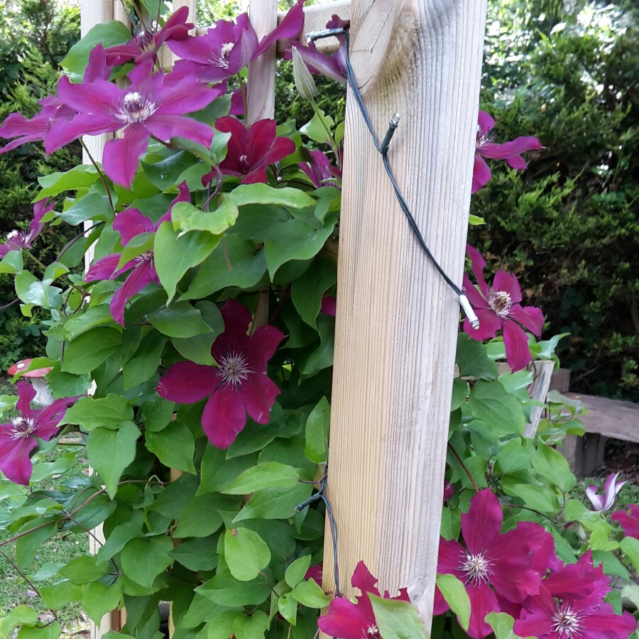 Clematis 'Warsaw Nike'