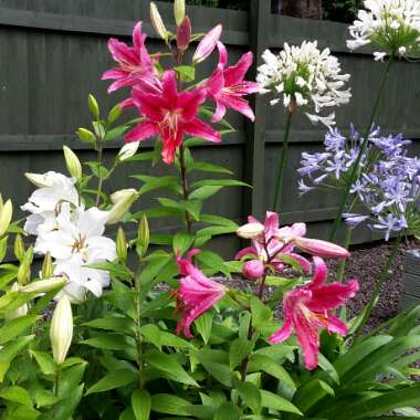 Lily