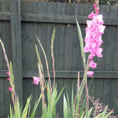 Gladioli