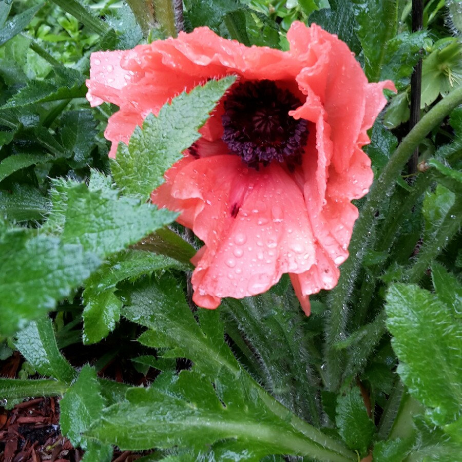 Poppy