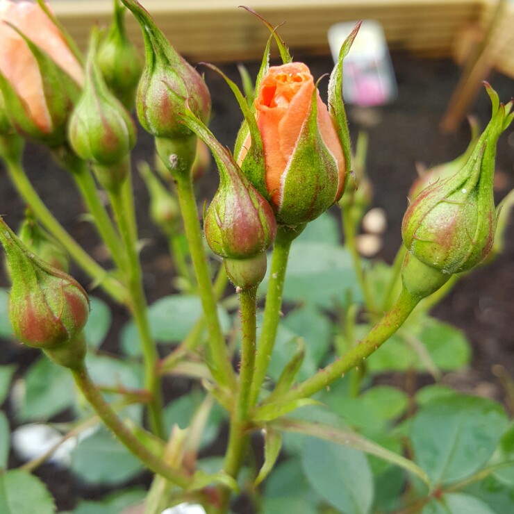 Rosa 'Sweet Dream'