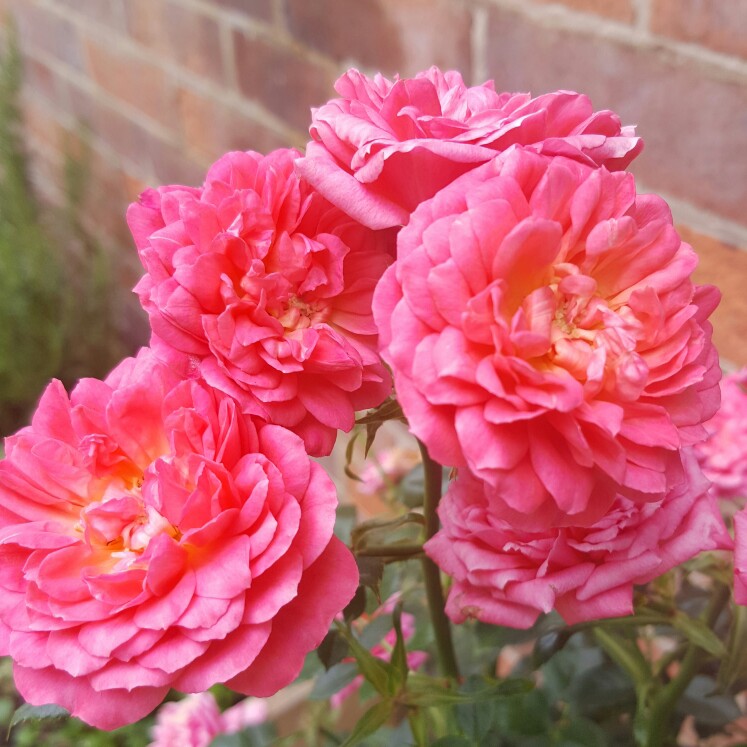 Plant image Rosa 'Happy Times'