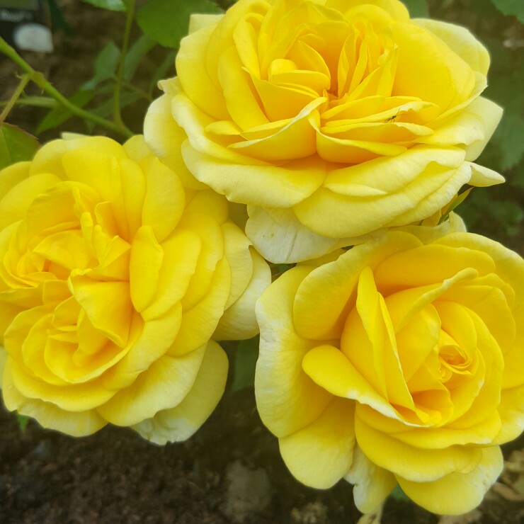 Rose 'Yellow Brick Road'