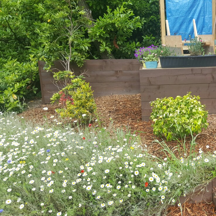 Holly's garden