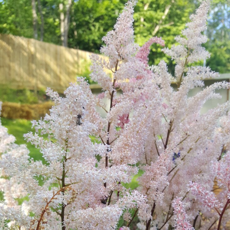 False Spiraea