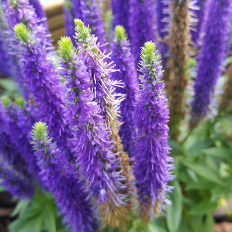 Plant image Veronica spicata 'Yabblu' syn. Veronica spicata 'Inspire Blue'