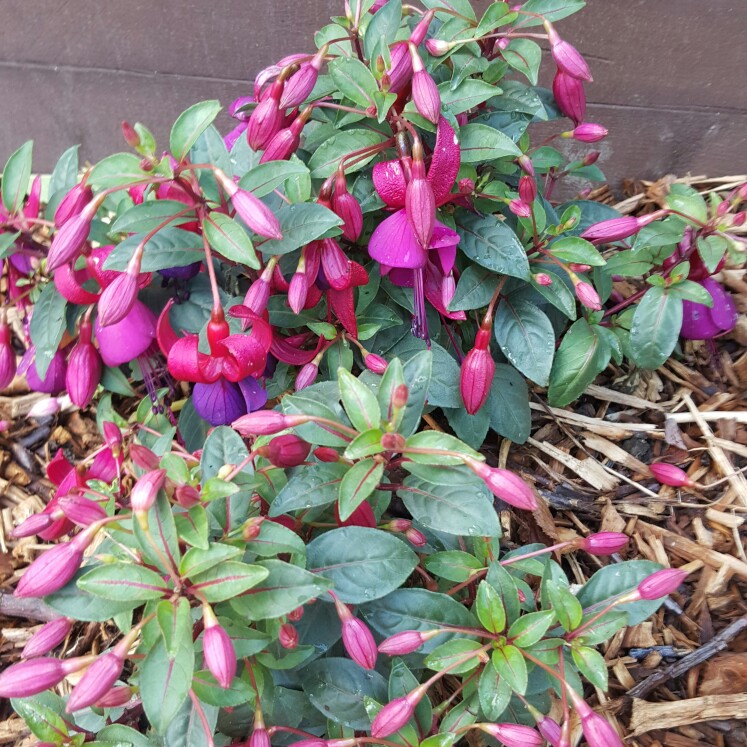 Fuchsia
