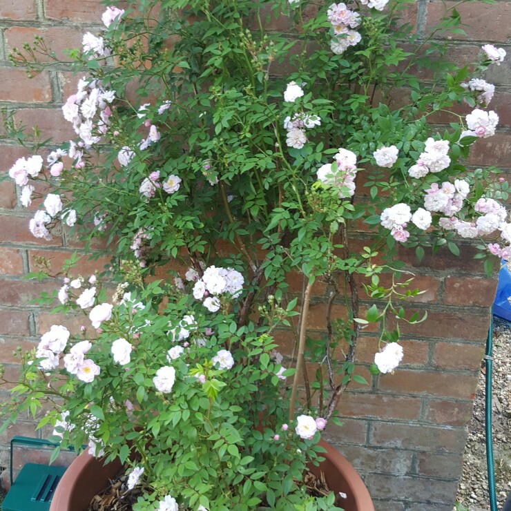 Rosa
