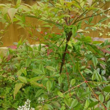 Nandina domestica 'Fire Power'