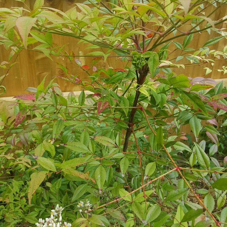 Plant image Nandina domestica 'Fire Power'