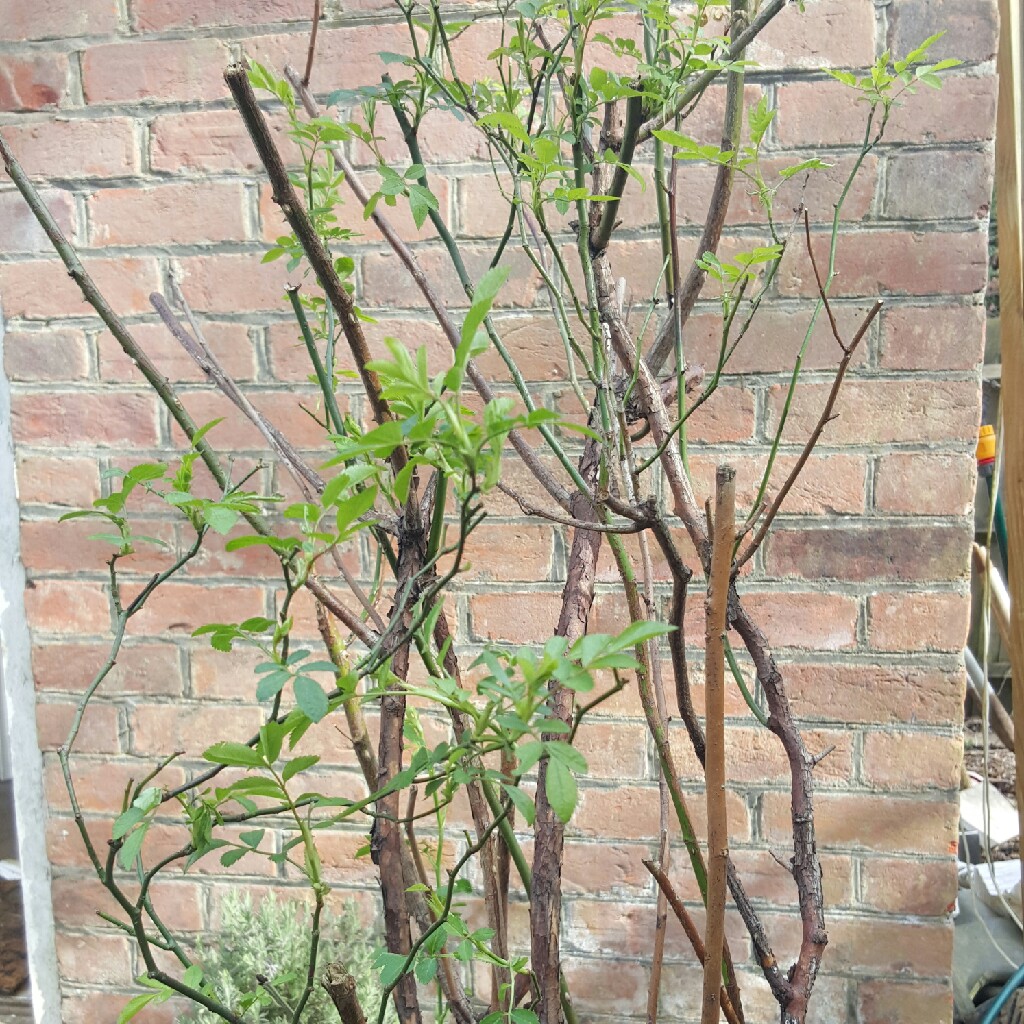 plant image 37588