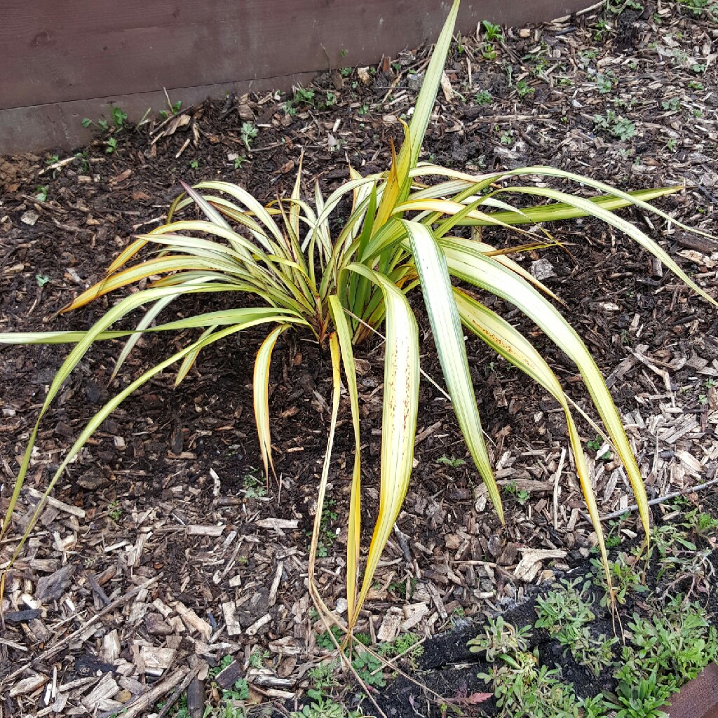 Phormium 'Yellow Wave'