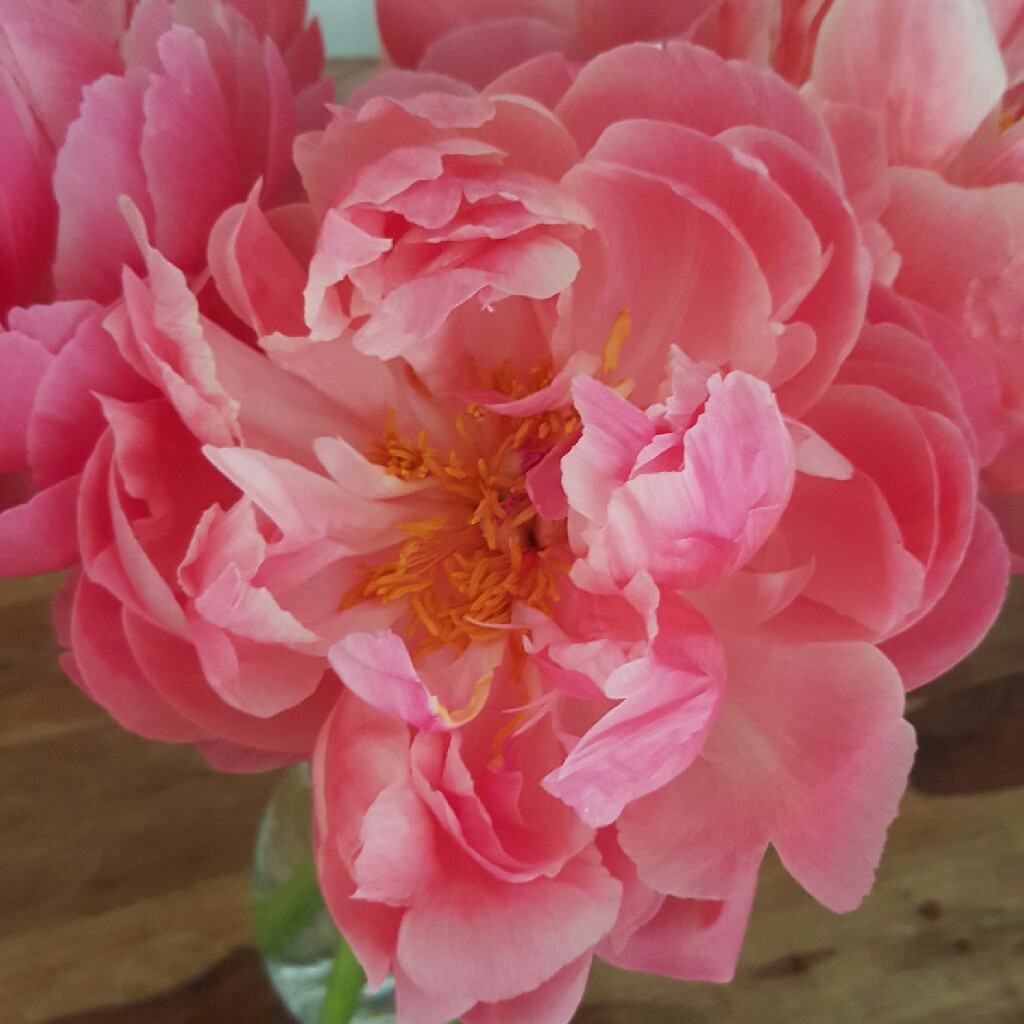 Plant image Paeonia 'Coral Charm'