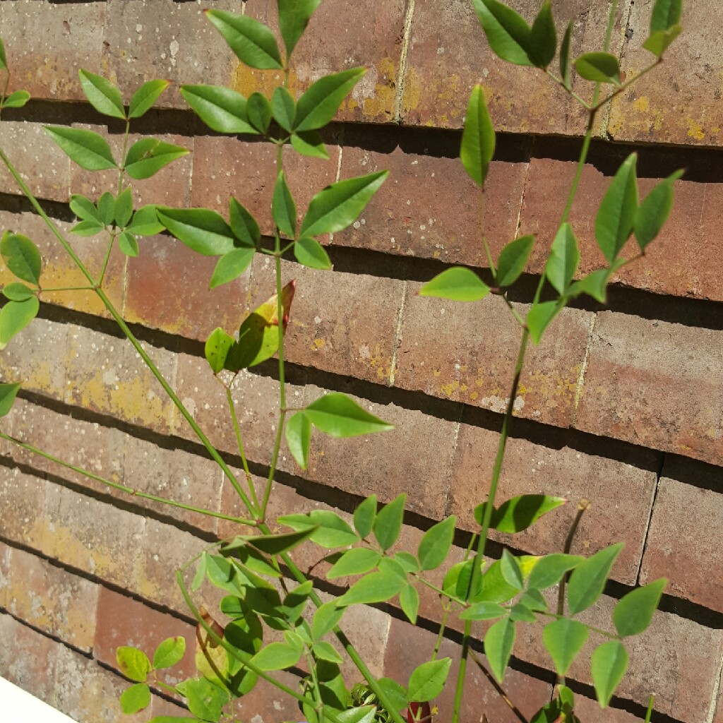 Nandina domestica 'Fire Power'
