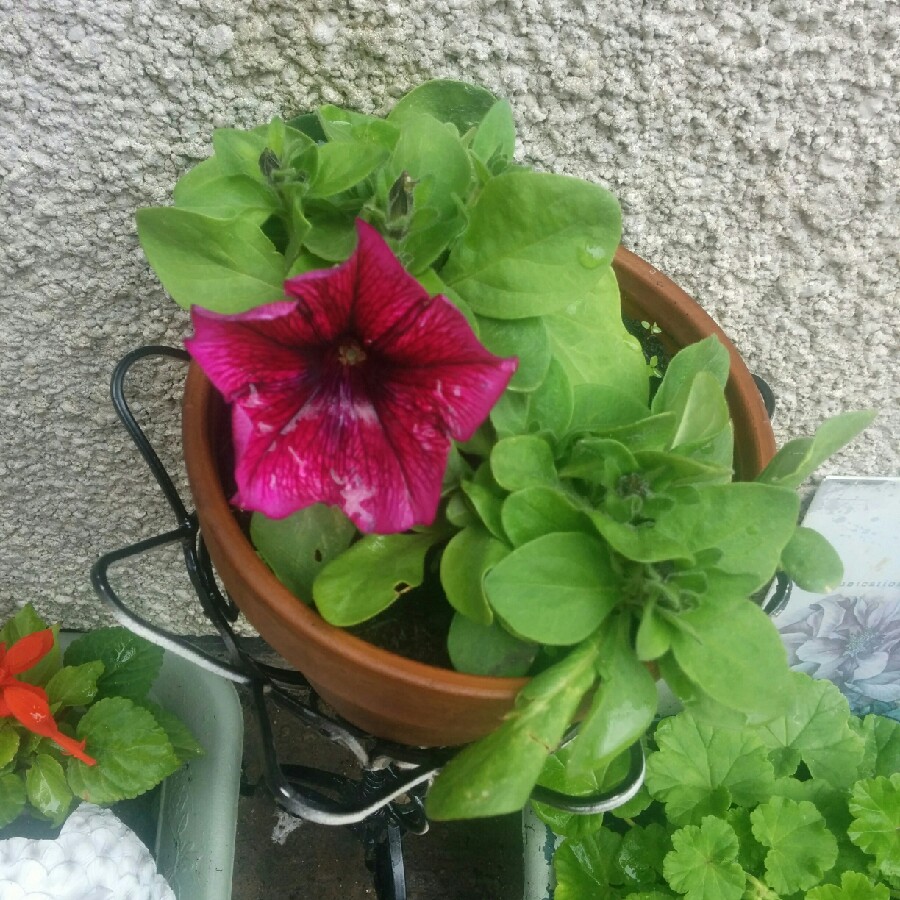 Plant image Petunia Fanfare 'Creme de Cassis'