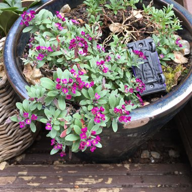 Holly's garden