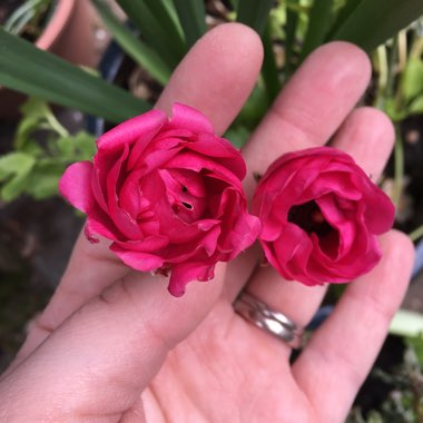 Holly's garden